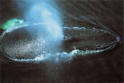 Humpback Whale New England Aquarium Boston MA Postcard Unposted