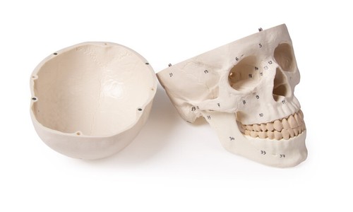 anatomisches Modell, Schädel, skull, numeriert, 3 Teile - Bild 2 von 4