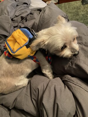 XS Backpack For A Dog
