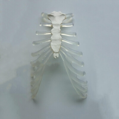 Sternum w/h Rib Cartilage Model Teaching Study Model Anatomy Medical for Student