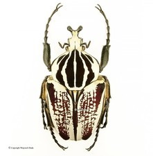 Goliathus goliatus albatus, beautiful! A1+ 77mm