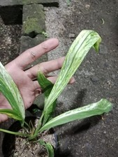 Anthurium Vittarifolium Variegated Rare Variegated Strap Leaf Anthurium