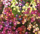 LINARIA FAIRY BOUQUET MIX FLOWER SEEDS Ground Cover Flower Garden ...