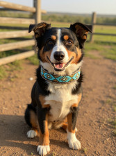 Epic Padded Leather Dog Collar with Beaded Design O