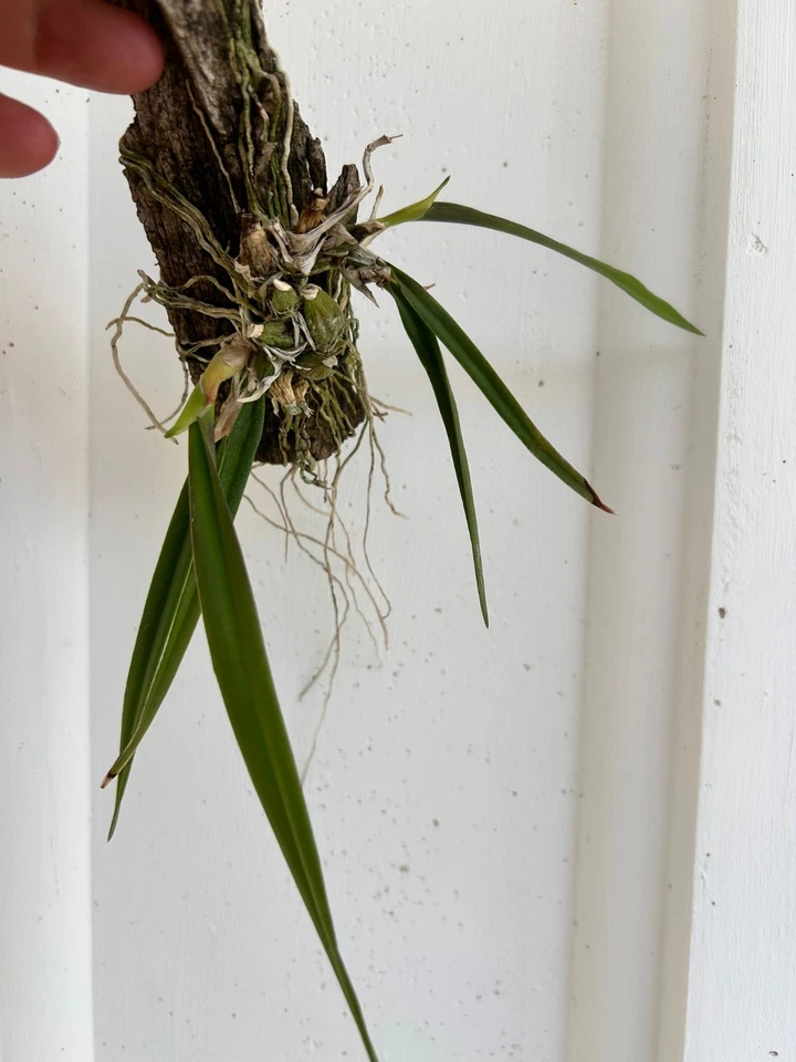 Encyclia moebusii  Orchid species blooming size Very Rare  - Imagen 3 de 4
