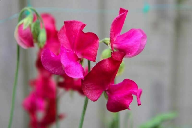 SWEET PEA - PARFUME - MILLENNIUM 250 FINEST SEEDS - BULK