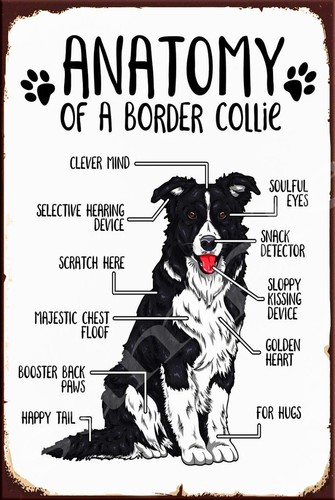 ANATOMY OF BORDER COLLIE Retro/ Vintage Home Décor, Shed-Garage Tin Metal Sign - Picture 4 of 4