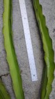 3 Huge Organic Dragon Fruit Cuttings 30 To 34 inches long check The Description  — photo 4