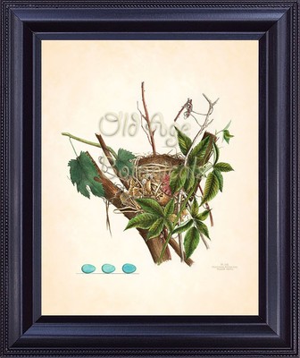 Bird Nest Blue Eggs Antique Botanical Art Print Plate 58 Home Wall Decor BN0106