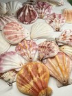 New! Natural Folded Scallops Pre Drilled Holes DIY Jewelry Making Crafting Lot — photo 2