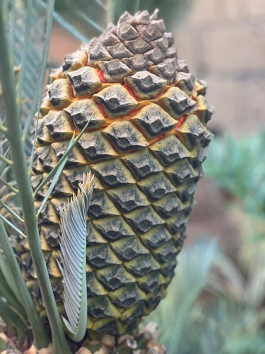 Encephalartos lehmannii SEEDS - - SEMI no heenanii woodii - Picture 7 of 8