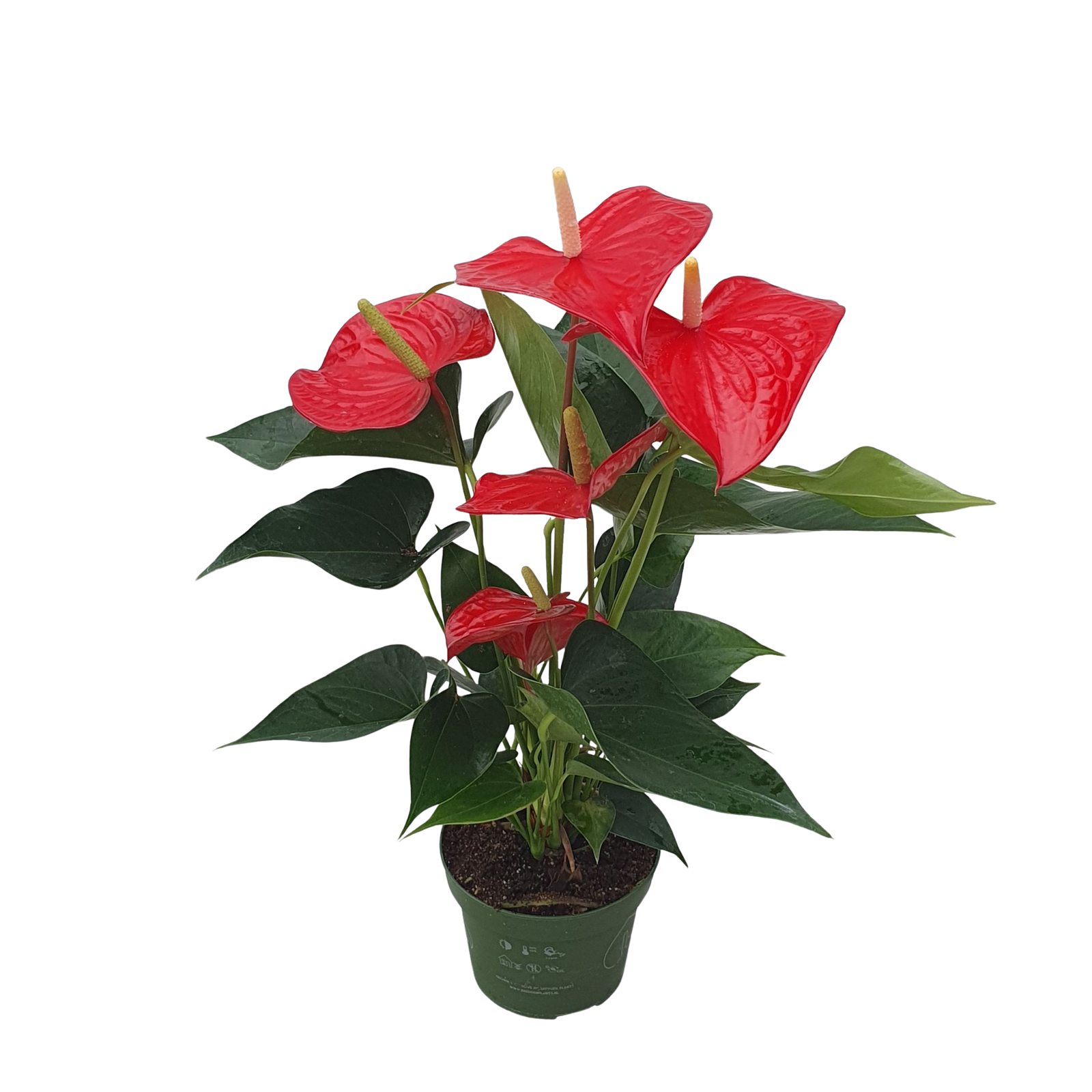 Anturio - Anthurium 'Royal Champion' - Altezza 35-45cm - ø12cm