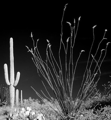 Saguaro Cactus near Tucson,Arizona,2008,Carol Highsmith,Photographer,Desert