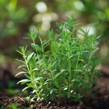 Summer Savory Seeds, Easy to Grow, Aromatic Herb, Non-GMO, Free Shipping
