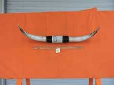 MOUNTED STEER BULL HORNS 4' 3" tip-tip Bases 13 1/2" COW BULL HORN LONGHORN 985