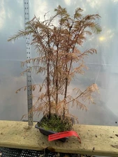 3 Dawn Redwood  - Bonsai - Forest Planting