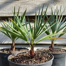 Chamaerops humilis cerifera, pot &Oslash; 19 cm