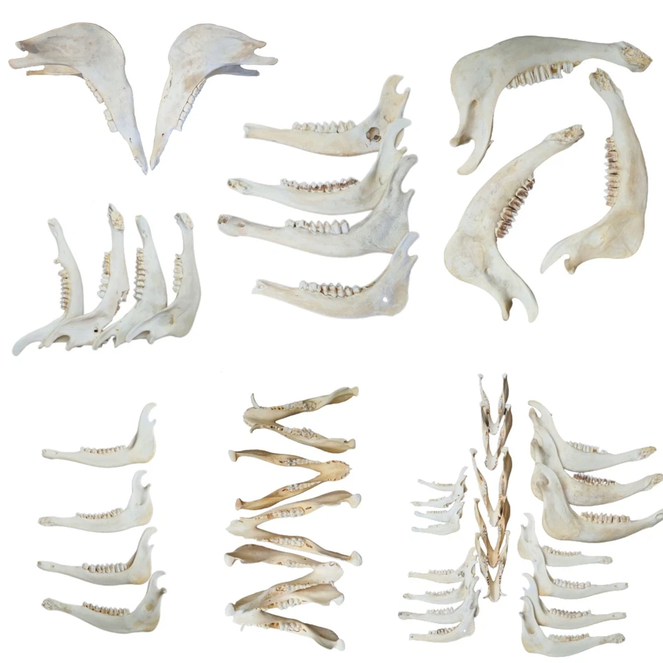 Unterkiefer Knochen Kuh Damwild Reh Rothirsch Wildschwein Kiefer zum Basteln - Bild 2 von 4