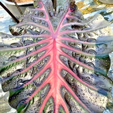 Colocasia Live Bulb Inferno Fall Tuber New Hybrid Free Phytosanitary Certificate