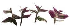 4 Pink White Green  5 Inch Tradescatia Nanouk Cuttings