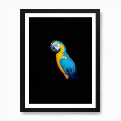 Papagei auf schwarzem Hintergrund Kunstdruck gerahmtes Wandbild Poster Leinwanddruck Bild