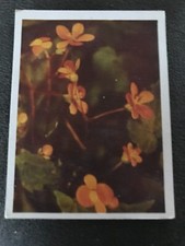 Tobacco Card, UTC, OUR SOUTH AFRICAN FLORA, 1940, Wild Begonia, #58