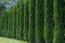50+ THUJA TREE SEEDS (Thuja occidentalis) White Cedar Arborvitae Hedge Row FAST