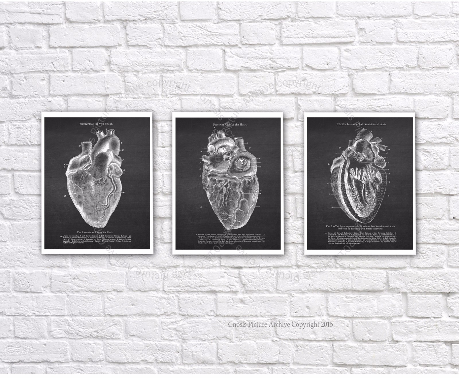 Vintage Human Heart Anatomy Art Prints Set of 3 unframed wall decor | eBay