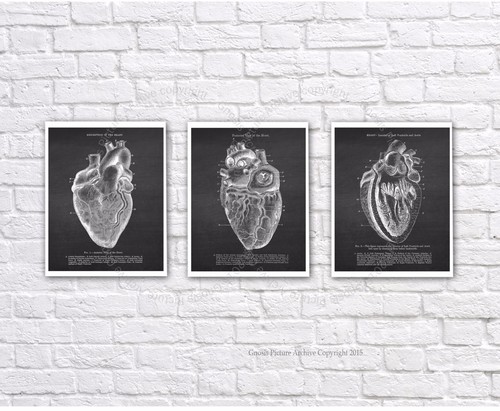 Vintage Human Heart Anatomy Art Prints Set of 3 unframed wall decor | eBay