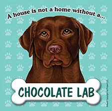 Chocolate Lab Magnet - House Is Not A Home