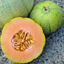 MINNESOTA MIDGET MELON SEEDS 50+ CANTALOUPE garden VINE fruit FREE SHIPPING