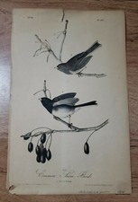 Audubon - Common Snow-Bird. 167 Birds of North America 1841