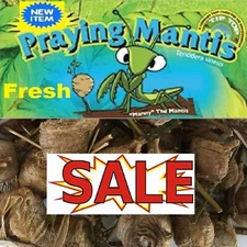 5 Fresh Mantis Egg Case + FREE Hatching Habitat Bag Picked 2025 Season