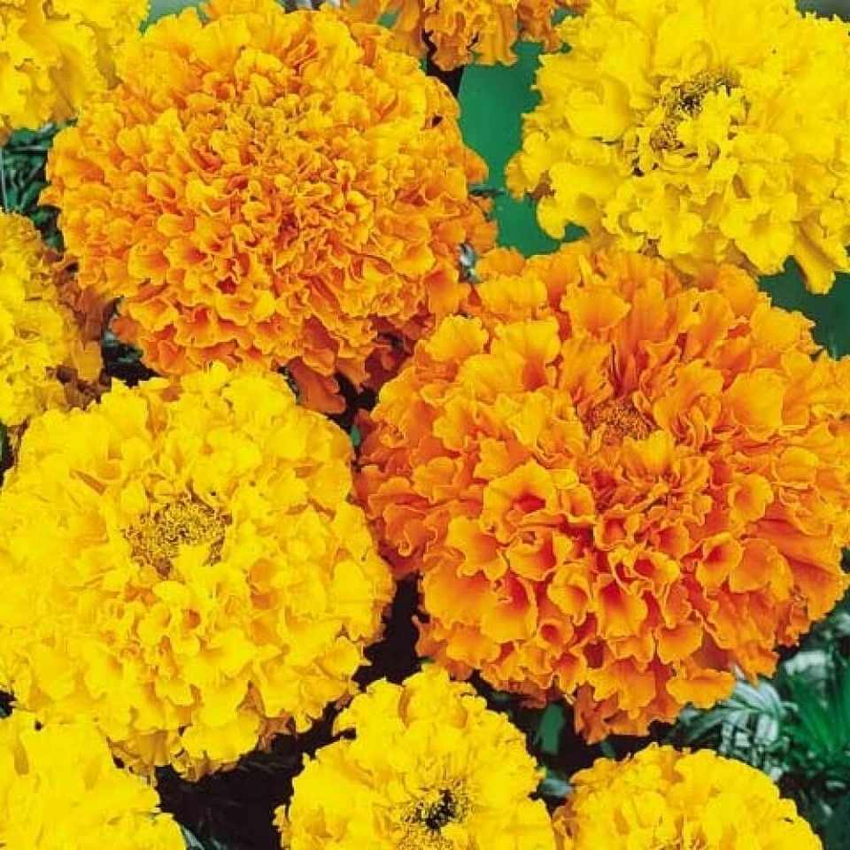 300+ Marigold, African  "Crackerjack" Seeds FRESH HARVEST FOR GARDENS - Image 2 of 2