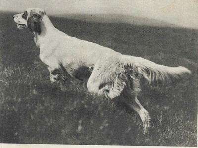 English Setter ''P'' - CUSTOM MATTED - 1931 Vintage Dog ''Photo'' Print