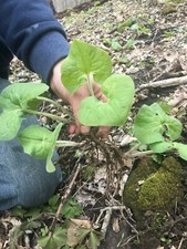 10 Fresh XL American Wild Ginger (Asarum canadense) Rhizomes / Bare Root Herb