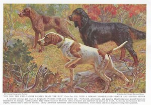 German Pointer / Gordon Setter - CUSTOM MATTED - Vintage Color Dog Print 1937