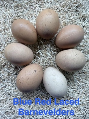 6 NPIP/AI CLEAN blue red lace Barnevelders  Hatching Eggs