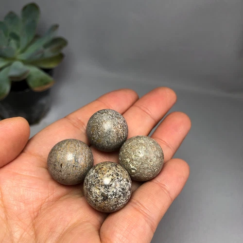4Pcs Top Natural dinosaur bone ball Crystal gemstone Mineral Specimen A8000