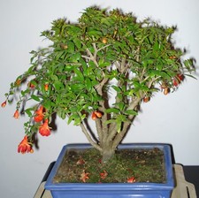 SAMEN kleiner Bonsai grosser Baum der wunderbare GRANATAPFEL Baum trägt Früchte