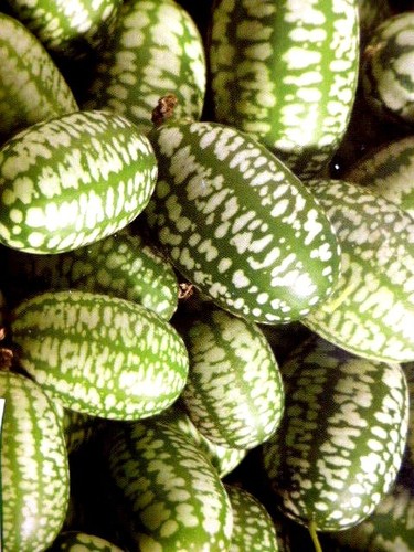 Mexikanische Minigurke Melone Kletterpflanze Balkon Kübelnaschen im