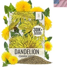 Fresh 30,000 Common Dandelion Seeds   Heirloom Quality for Your Garden