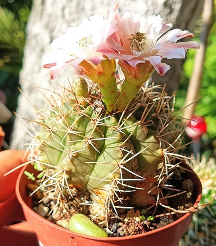 Gymnocalycium castellanosii grandes cactus antiguos cactus suculentos planta viva regalo gratuito - Imagen 2 de 7
