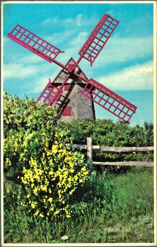 Vintage Postcard, The Old Mill & Scotch Broom, Nantucket, Massachusetts, used