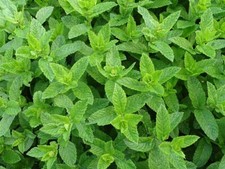 500 Graines - Menthe Verte - Aromatique - Semences Paysannes - BIO