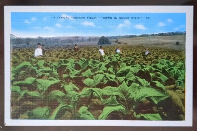 A Typical Tobacco Field 