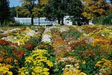 RED BORDER SLIDE Colorful flower beds with greenhouse and autumn trees.