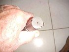used  12  ga bolt assy for a springfield fmd  model shotgun  — photo 2