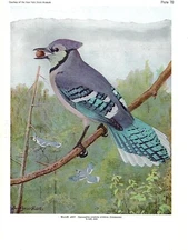 1936 Vintage FUERTES BIRDS #70 "BLUE JAY" STUNNING BEAUTY Color Plate Lithograph