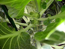 Graines de chou de Bruxelles,Brassica oleracea,graines bio,sans traitement